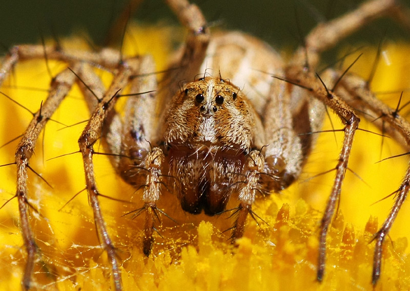 Oxyopes sp.